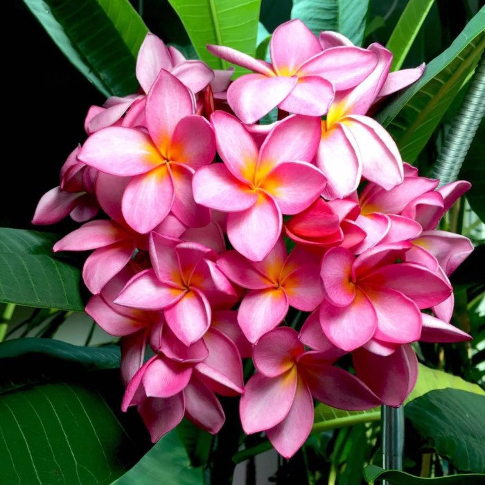 Frangipani im wohnzimmer überwintern