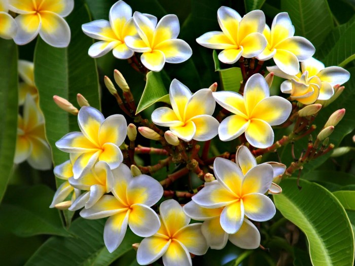 Frangipani im wohnzimmer überwintern